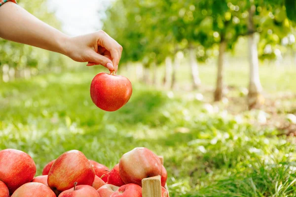 stock image Copy space unrecognizable apple in hand. Harvesting. Apple picking season. Fruity apple orchard. Front view.