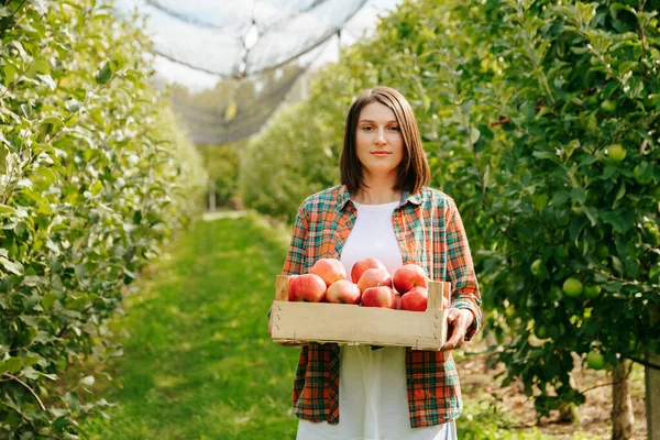 A beautiful farmer girl with a short haircut holds a box of red apples in her hands and looks into the camera. A beautiful apple orchard with even rows of trees gave a large harvest of fruits.