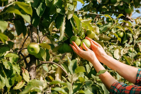 Fermer Pommes Vertes Mûres Bras Agriculteur Agronome Tenant Pomme Sur — Photo
