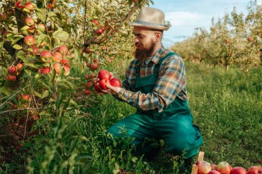 Yakışıklı sakallı genç çiftçi meyve bahçesinden elma toplar ve onları sandığa koyar. Kırmızı elmalar sonbahar hasat zamanı.