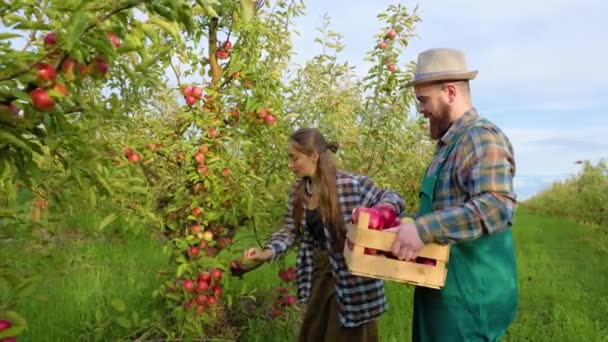 男と女は家族経営の農場で働く 彼女はリンゴを選ぶ 箱を持ってる 若い人たちは 豊かな収穫が生まれたことを喜んでいます 彼らは良い庭と肥沃な土地を持っています — ストック動画