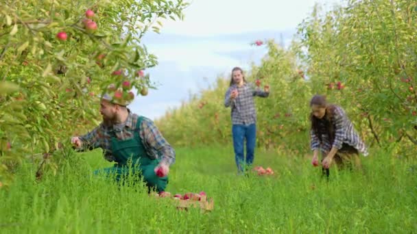 フロントビュー3若い農家の家族は リンゴの茎を選ぶバックスタンド熟したリンゴのクレートを運ぶ作業エプロンで1スクワット男 背景リンゴの果樹園幸せな人々 コンセプトファミリービジネスと幸せ — ストック動画