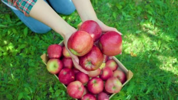 ちょうどそれらを選んだ女性の手に赤いリンゴを注ぐ上からの眺めを閉じます 認識できない ボックス 果樹園で背景のリンゴがぼやけている 農家の女性が庭に立っている — ストック動画