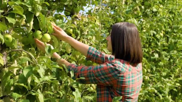 リンゴの実を真剣に見ている若い女の子の農家の側面図 女性農学者は果物を収集し その品質を分析してチェックします 背景自然 — ストック動画