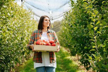 Önden bakan genç çiftçi kadın bahçede duran olgun kırmızı elmalarla dolu tahta bir kutu tutuyor. Bayan meyve bahçesi işçisi gülümsemesi biraz mutlu görünüyor. Hasat zamanı, tarım konsepti, elma ağaçları..