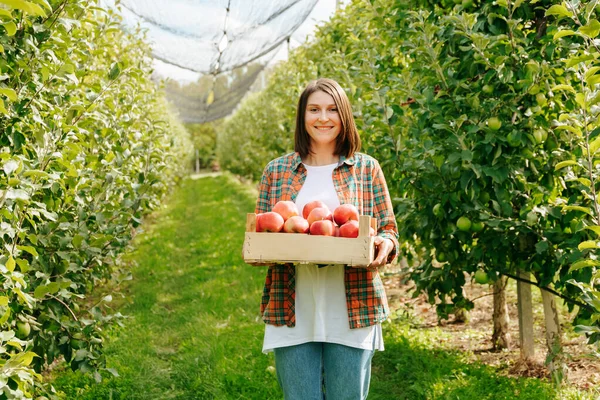 Front view young woman farmer smile stand in an apple orchard hold box freshly picked apples in hand. Nice lady agronomist rejoice in good harvest, fertile year beautiful apples, crop farming concept.