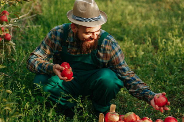 handsome farmer with hat and cheerful with red apples in hand, farmer worker picking apples in the orchard. late autumn harvest time