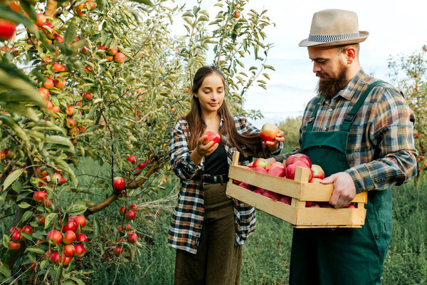 мужчина и женщина работают на семейной ферме, она собирает яблоки, он держит коробку. Молодые люди счастливы и рады, что родился богатый урожай. Плодовое яблоко в саду усердно трудится. Семейный бизнес.