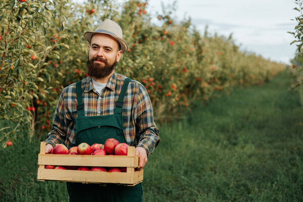 Front view young man farmer agronomy stand at apple garden smile hold box ripe fruits. Happy man harvested rich crop and carry them. Background orchard apple clear sky good weather.