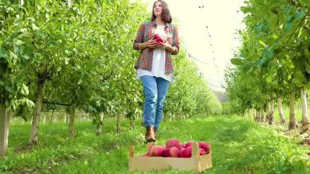 여자가 사과를 과수원을 거닐고 아래쪽에 보이면 상자에 과일이 머리를 좌우로 — 비디오