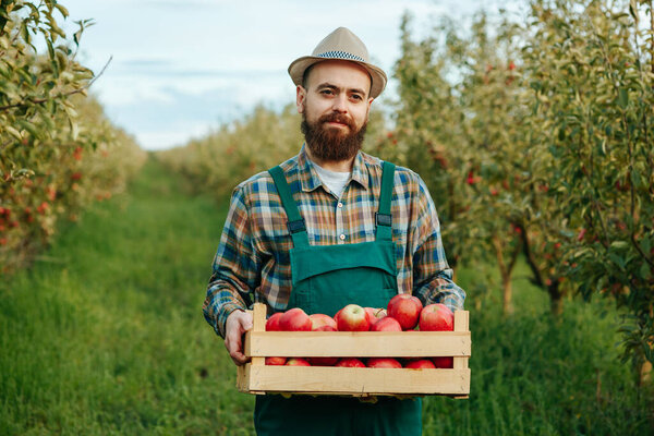 a young farmer looking at camera with a beard and a hat with a crate full of apples is in the orchard. the portrait of the worker in the cheerful orchard