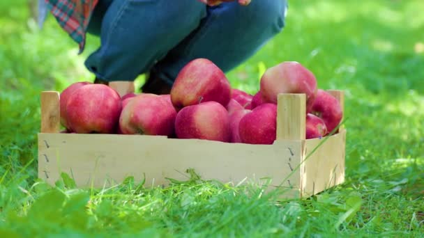 Fermer Vue Face Nombreuses Pommes Rouges Mûres Juste Cueillies Partir — Video