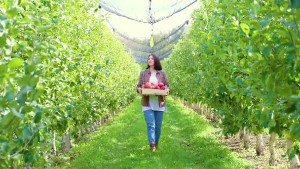 フロントビュー若い女性農家は穏やかな表情で彼女の手に赤いリンゴの果樹園リンゴ園のクレートを歩いています 収穫期は本格的です 彼らの美しさと果実を熟す — ストック動画