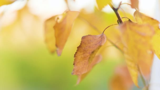 너도밤나무는 가을이 노란색의 잎으로 만든다 나무의 계절의 자연은 배경을 흐릿하게 — 비디오