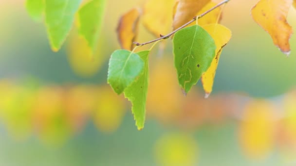 背景がぼやけている秋のカラフルな葉の終わり 秋の葉の色で軽く彩色 木の上で黄色の葉を閉じます 秋の自然 — ストック動画
