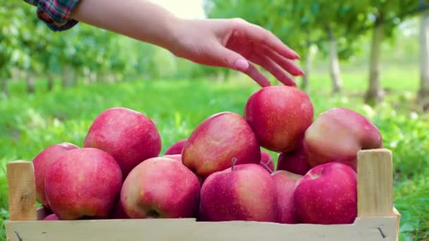 Närbild Rött Moget Färskt Äpple Graciös Kvinnlig Hand Lägger Äpplen — Stockvideo