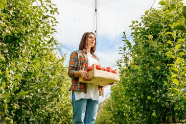 Güzel çiftçi kızın alt manzarası bir meyve kutusuyla meyve bahçesinde dalgın dalgın duruyor. Bir kadın bahçe işçisi ne kadar iş kaldığına bakar. Beyaz tişört ve kot pantolon giymişti. Büyük meyve bahçesi.