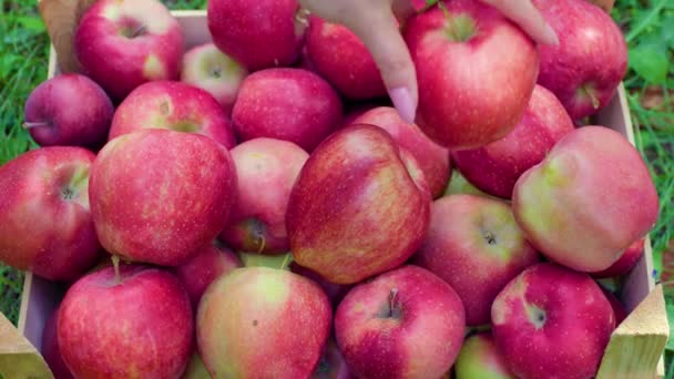 Cerca Caja Madera Vista Superior Con Manzanas Rojas Encuentra Suelo — Vídeos de Stock