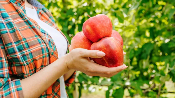Close up back view ripe red apples in female hands against a blurred green cover. A woman tenderly holds the collected fruits. Fruit trees in the garden gave a good rich harvest.