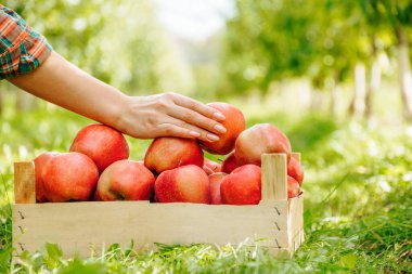 Güzel manikürlü, bakımlı bir kadın eli, ahşap bir kutuda duran elmalardan birini tutar. Kadın bahçıvan çiftçi mahsulün kalitesi hakkında bilgi topluyor. Ön görünüm tanınamıyor.