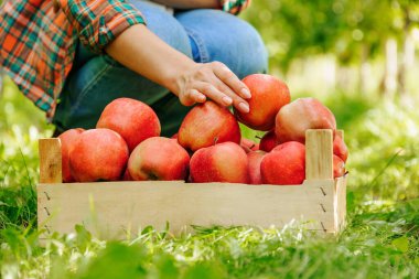 Yakından bakınca ağaçtan koparılmış bir sürü olgun kırmızı elma görünüyor. Bir çiftçi kadının eli bir elma tutuyor. Çiftçilik, hasat, kırmızı elmalar..