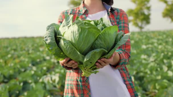 Feche Repolho Nas Mãos Uma Mulher Agricultora Irreconhecível Campo Vegetal — Vídeo de Stock