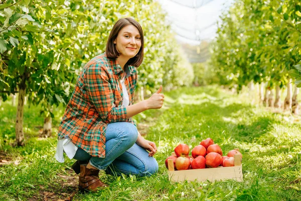 Передній Погляд Молода Жінка Агроном Присідає Перед Ящиком Червоних Яблук — стокове фото