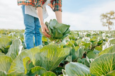 An unrecognizable leg of a woman farmer hand, holds a head of cabbage plucked from the garden. Lots of greenery on the horizon front view. clipart