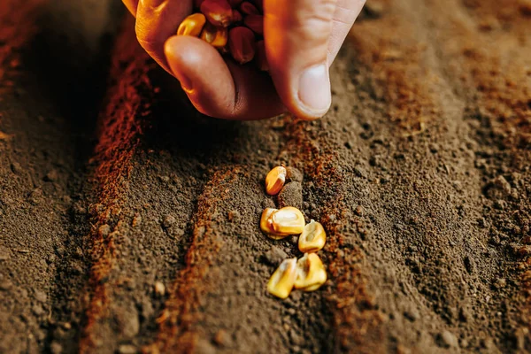 Stock image close up of a human farmer Hand growing seeds corn of vegetable on sowing soil In on garden, ground background, agriculture, cropped farmer hand image with seeds in soil, agronomy, selective focus