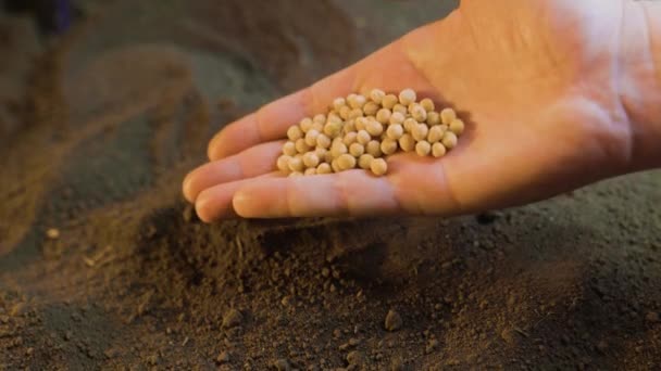 Fermer Main Agriculteur Mâle Plante Des Graines Dans Sol Travaux — Video