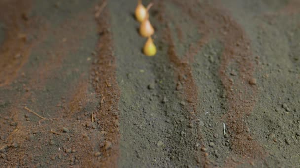 用一个人的手指把洋葱籽切碎在地里 耕作农民的手工形象与蔬菜种子在土壤中 农艺学 — 图库视频影像