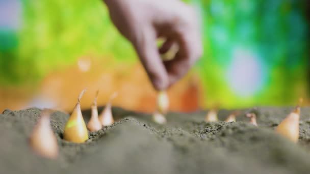 Închideți Semințele Ceapă Arpagic Pământ Degetele Omului Care Plantează Sol — Videoclip de stoc