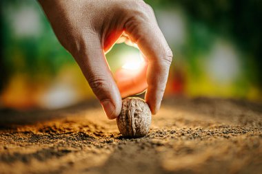 Tanınmayan bir çiftçinin elini kapat organik bir bahçeye ceviz eken, toprağa tohum eken bir adamın elini. Sığ alan derinliği.
