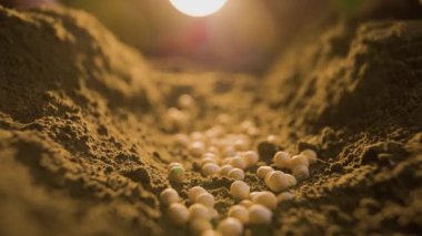 Çiftçilerin eline balkabağı tohumlarını toprağa ekme tohumların ekildiği verimli toprağa, siyah toprağa seçici bir odak ile yetiştirme. Doğal Organik Toprak Tarım. gün doğumu ışığı