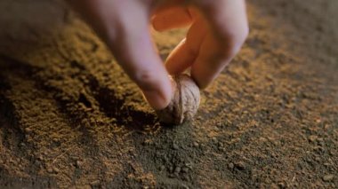 Çiftçilerin eline balkabağı tohumlarını toprağa ekme tohumların ekildiği verimli toprağa, siyah toprağa seçici bir odak ile yetiştirme. Doğal Organik Toprak Tarım. gün doğumu ışığı