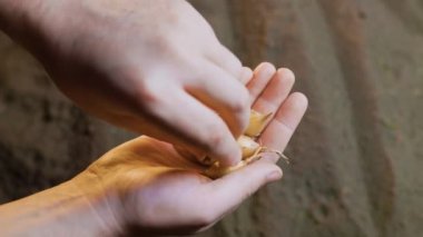 Toprak arka planda soğan çekirdeği soğanı tutan çiftçi elleri. Bahar karanlığında sebze tohumları ekmek, tarım işçisi, soğan ekmek.