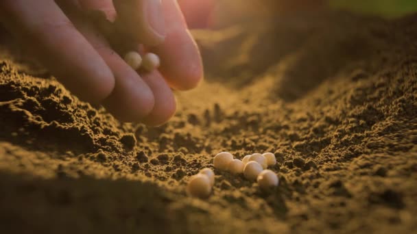 Primo Piano Degli Agricoltori Mano Piantare Semi Zucca Nel Terreno — Video Stock