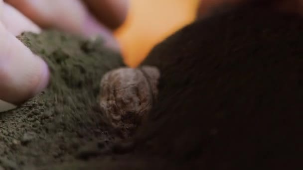 Palce Człowieka Który Sadzi Glebie Pokrywają Orzech Ziemią Zbliżenie Orzecha — Wideo stockowe