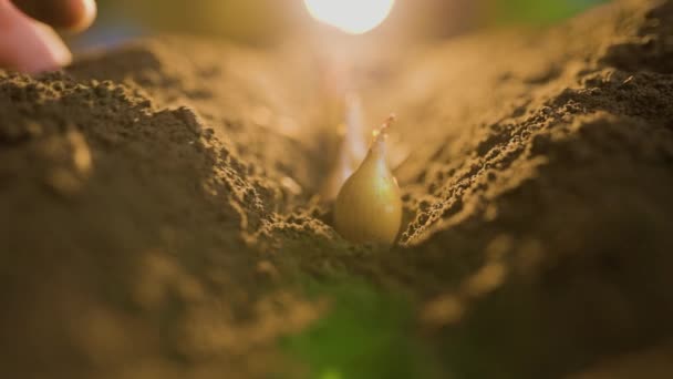 Çiftçilerin Eline Balkabağı Tohumlarını Toprağa Ekme Tohumların Ekildiği Verimli Toprağa — Stok video