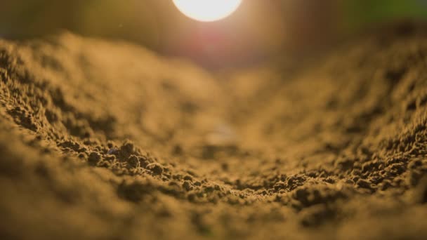 Закрытие Фермеров Вручную Посадки Семян Тыквы Землю Плодородная Почва Которой — стоковое видео