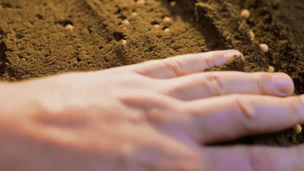 農家の手植えの終わり地面にカボチャの種を植える種子が植えられている肥沃な地面 選択的な焦点を当てた黒い土壌での栽培 天然有機土壌農業 日の出光 — ストック動画