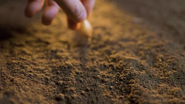 農家の手植えの終わり地面にカボチャの種を植える種子が植えられている肥沃な地面 選択的な焦点を当てた黒い土壌での栽培 天然有機土壌農業 日の出光 — ストック動画