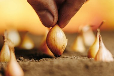 Toprağa soğan çekirdeği soğanı döken adamın parmaklarını kapatıyorlar. profesyonel meslek, insan vücudu parçası, seçici odaklanma, soğan ekme