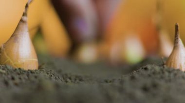 Toprağa soğan tohumları ekiyorum. Toprağa soğan tohumları ekiyorum. Erkek çiftçiler parmaklarını kapatıyorlar.