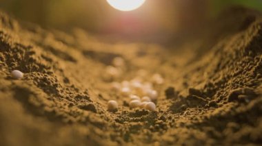 Çiftçilerin eline balkabağı tohumlarını toprağa ekme tohumların ekildiği verimli toprağa, siyah toprağa seçici bir odak ile yetiştirme. Doğal Organik Toprak Tarım. gün doğumu ışığı