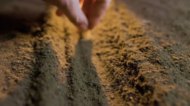 Çiftçilerin eline balkabağı tohumlarını toprağa ekme tohumların ekildiği verimli toprağa, siyah toprağa seçici bir odak ile yetiştirme. Doğal Organik Toprak Tarım. gün doğumu ışığı