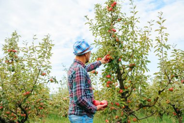 Tanınmayan genç çiftçi işadamı elma bahçesindeki elma meyvelerinin kalitesini kontrol ediyor. Tarım uzmanı her şeyi iyi yapmaya çalışıyor. Çiftçilik, bahçıvanlık, insan ve doğa.