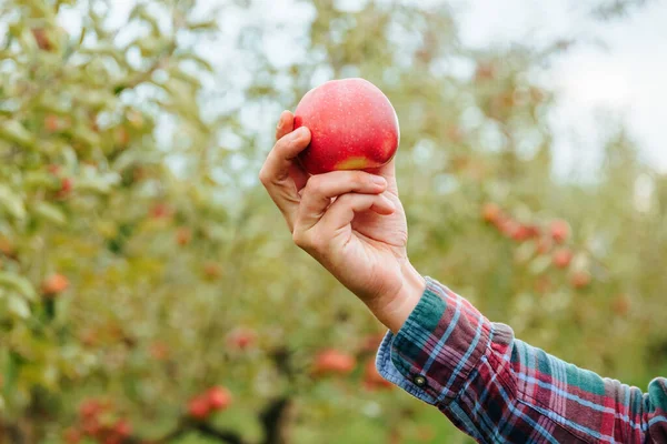 Close up is ripe red apple in hand of farmer who is harvesting. Unrecognizable hand of a young man on a blurred background of an apple orchard. Beautiful ripe fruit in the hands of a caring picker.