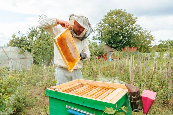 A young beekeeper in protective gear and gloves examines a honey frame just pulled out of the hive. It is nice to get fresh healthy honey right on your site.
