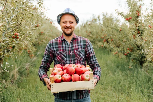 Front view young agronomist farmer man stands in apple orchard with wooden box apples in his hands and smiles. The harvest year helped the businessman to get things going. Fertile land. Copy space.